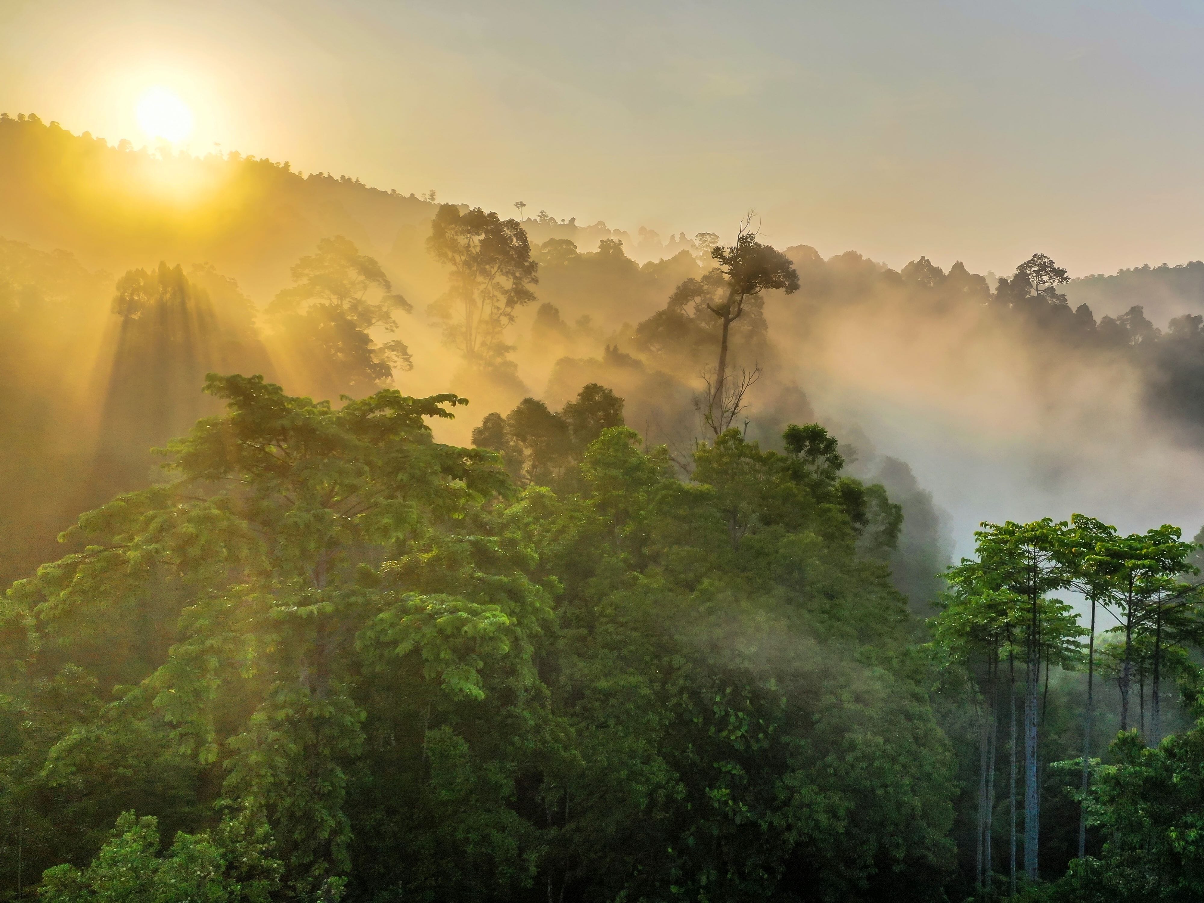 First-choice-rain-forest