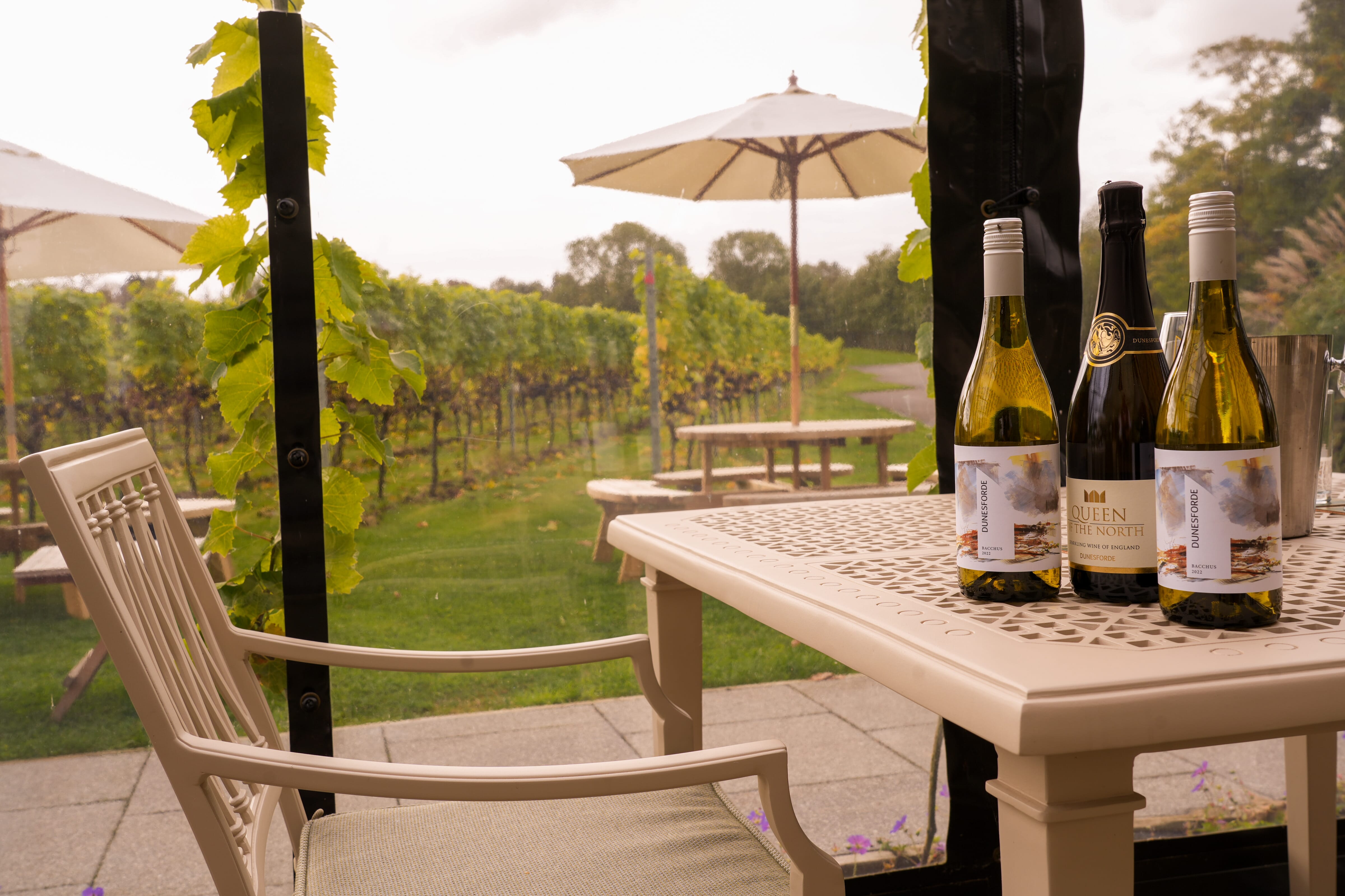 Sienna at Dunesford Vineyard 2